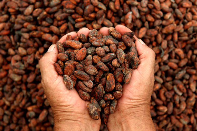 Venezuela dio a conocer el impacto de la semilla criolla para el mercado mundial del chocolate