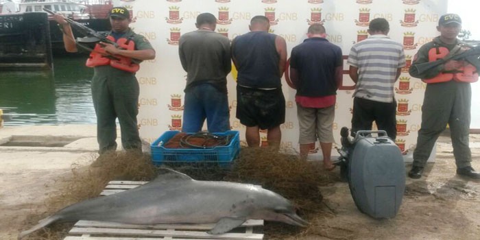 GNB atrapó a “Los Depredadores”: La banda criminal mataba delfines en el Lago de Maracaibo