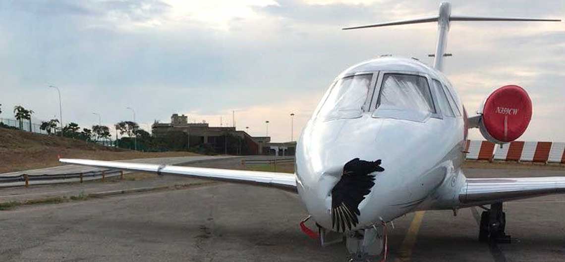 El choque de un zamuro contra un avión en Maiquetía