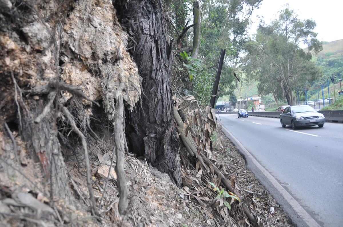 Alertan sobre caída de árboles en la Panamericana