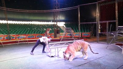 Denuncian Supuesto Robo de dos tigres del circo Hermanos Valentinos