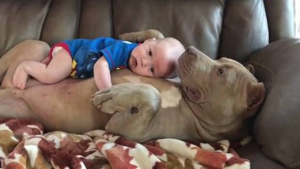 Tierno video muestra a un pitbull abrazando a un bebé