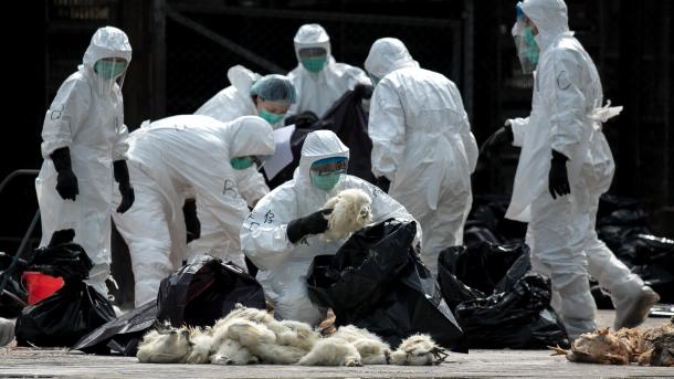 Francia se encara con el pánico de gripe aviar H5N8