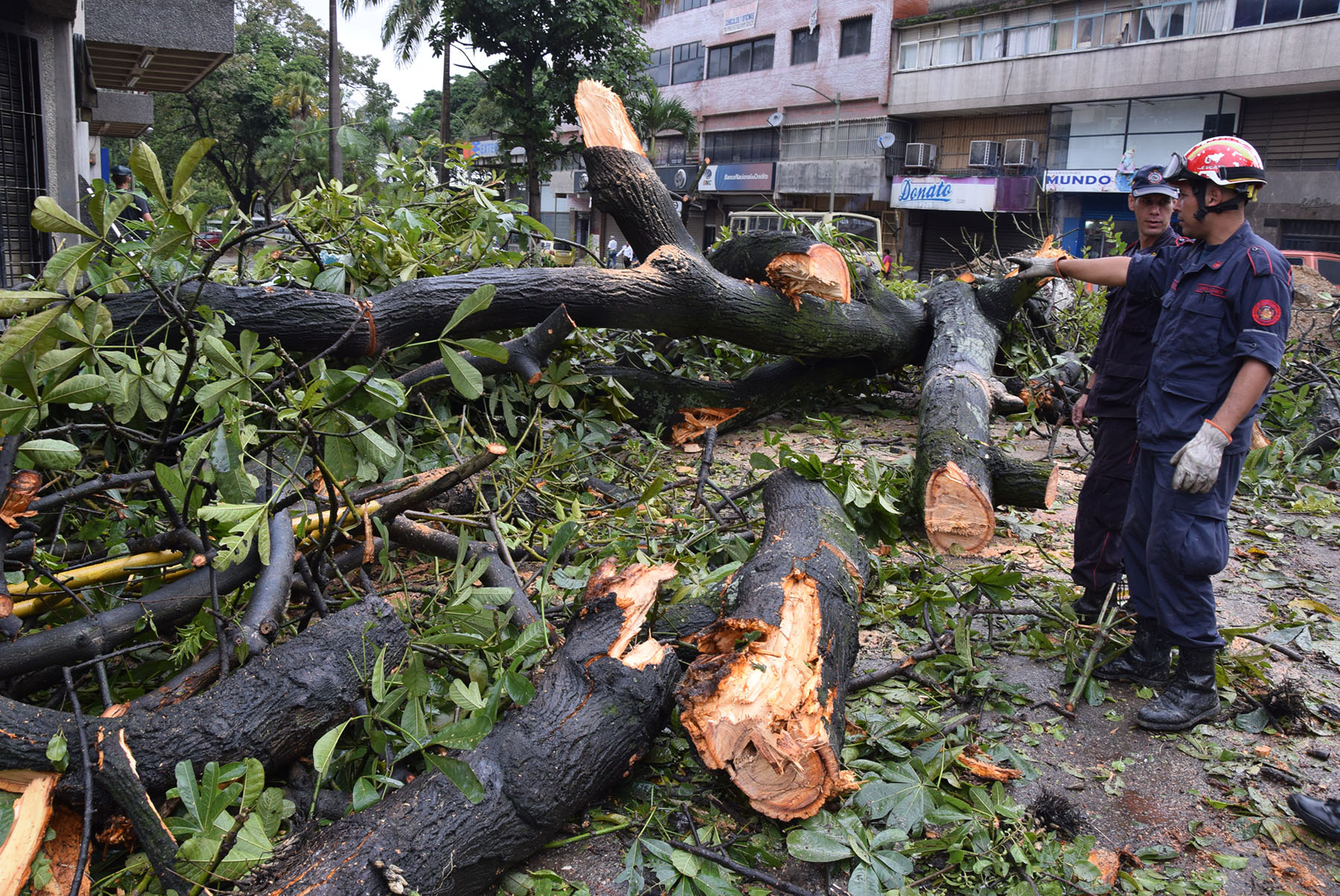 Árbol colapsa en la avenida Bermúdez
