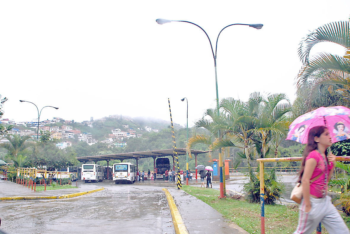 Choros hacen de las suyas en terminal de Los Lagos