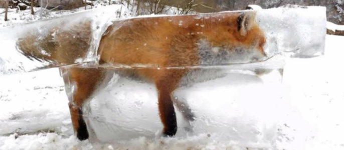 Encuentran a un zorro congelado dentro de un cubo de hielo