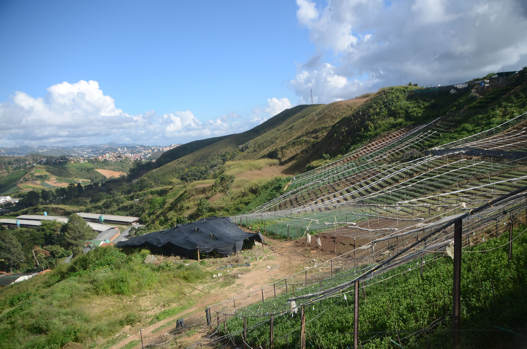 Secuestradores no dan tregua a agricultores de San Pedro