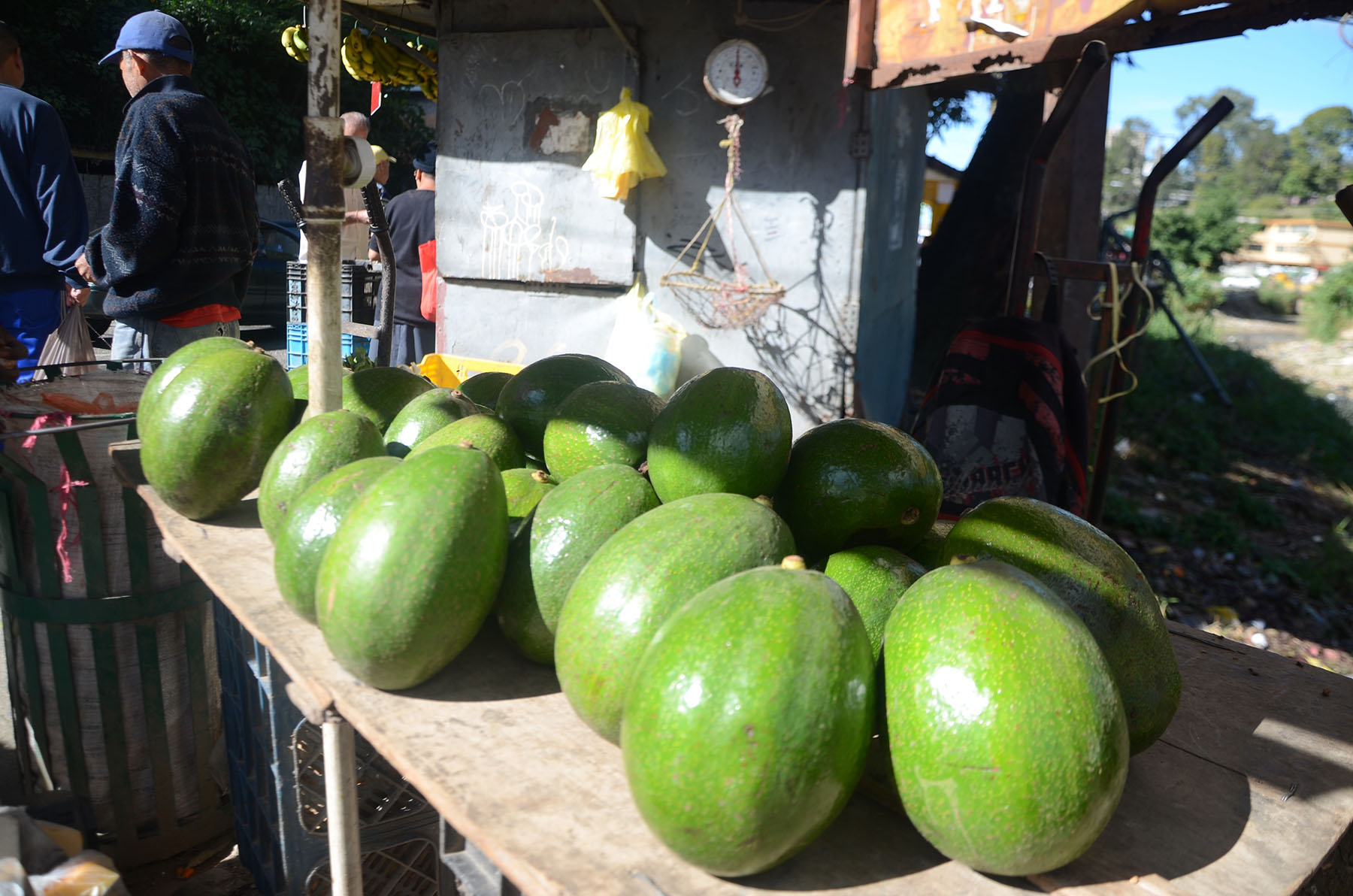 El kilo de aguacate arriba a los Bs. 2 mil