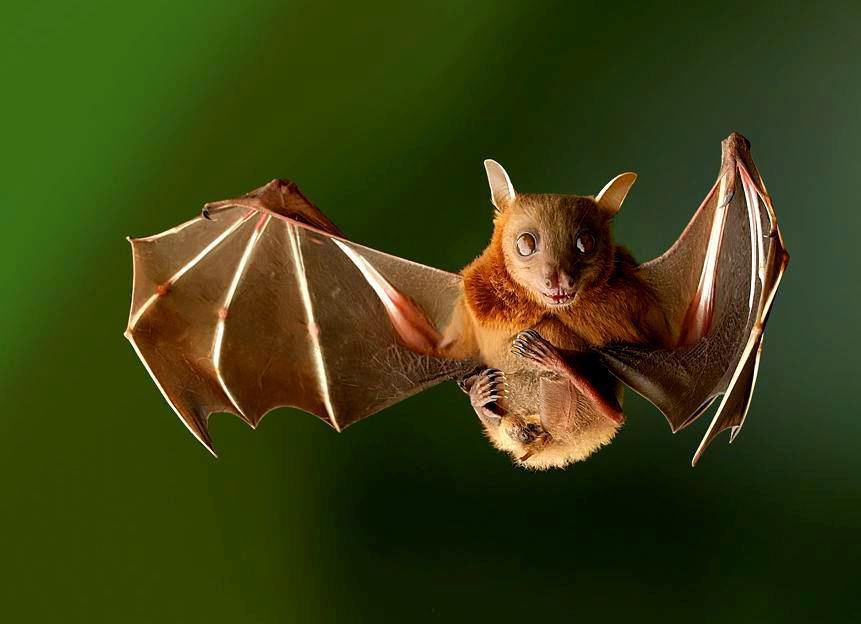 Aseguran que no hay plaga de murciélagos en Chile