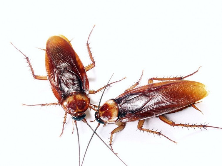 Cómo combatir las cucarachas sin usar insecticida