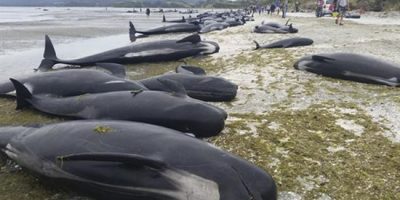 Hallan cientos de ballenas muertas en playa de Nueva Zelanda