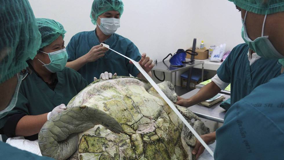 Muere la tortuga a la que sacaron 915 monedas del estómago en Tailandia (Fotos)
