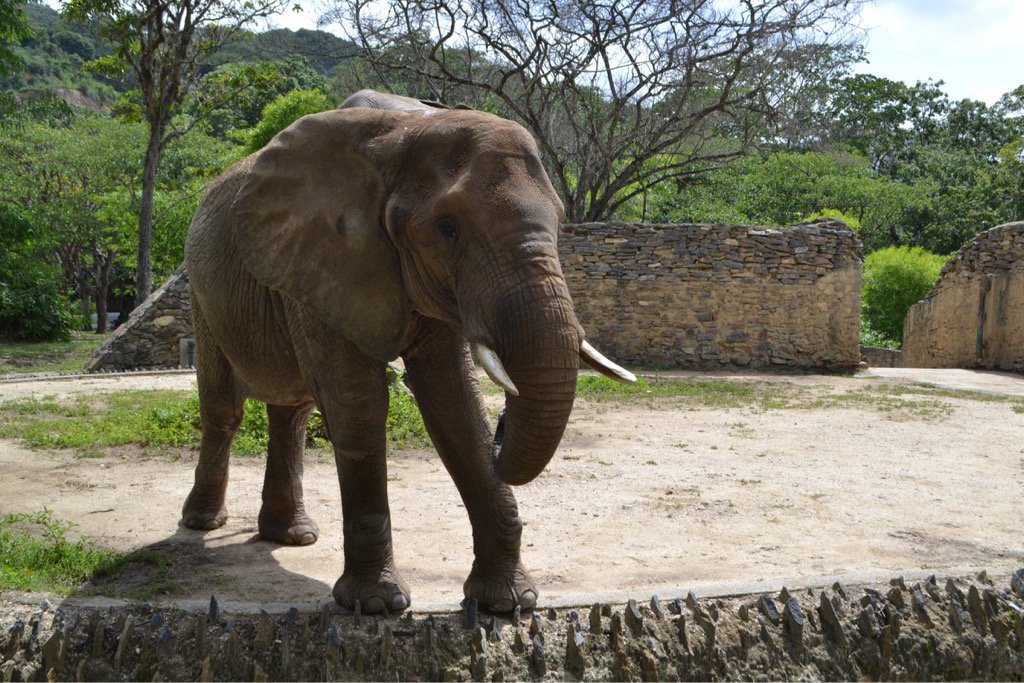Denuncian que elefante “Ruperta” del Zoológico de Caricuao está desnutrida