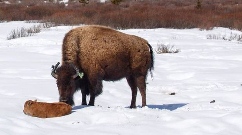 Nace un bisonte por primera vez en 140 años en parque de Canadá