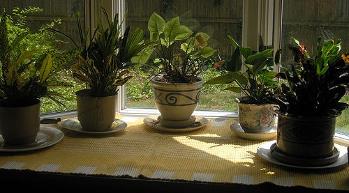 Los impresionantes beneficios de tener plantas en la casa