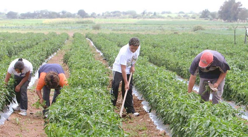 Fedeagro: Falta de insumos y retrasos en siembras causan emergencia agroalimentaria