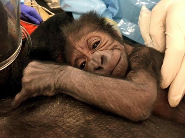Mamá gorila dio a luz con ayuda de ginecobstetras en zoológico de Filadelfia (VIDEO)