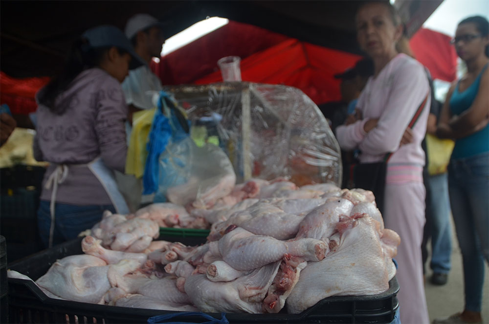 Comer pollo sale cariñoso