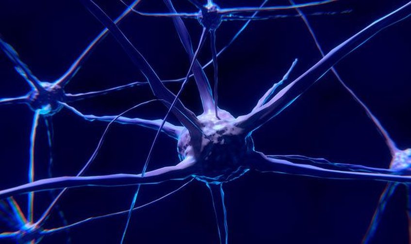 Científicos ubican neuronas que controlan el envejecimiento