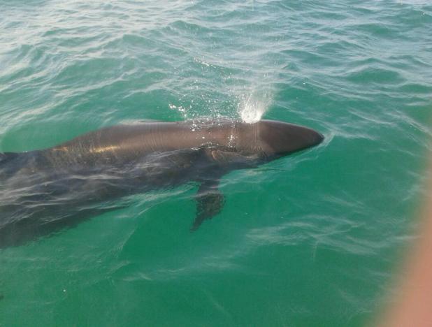 Manada de delfines llega al Parque Nacional Morrocoy