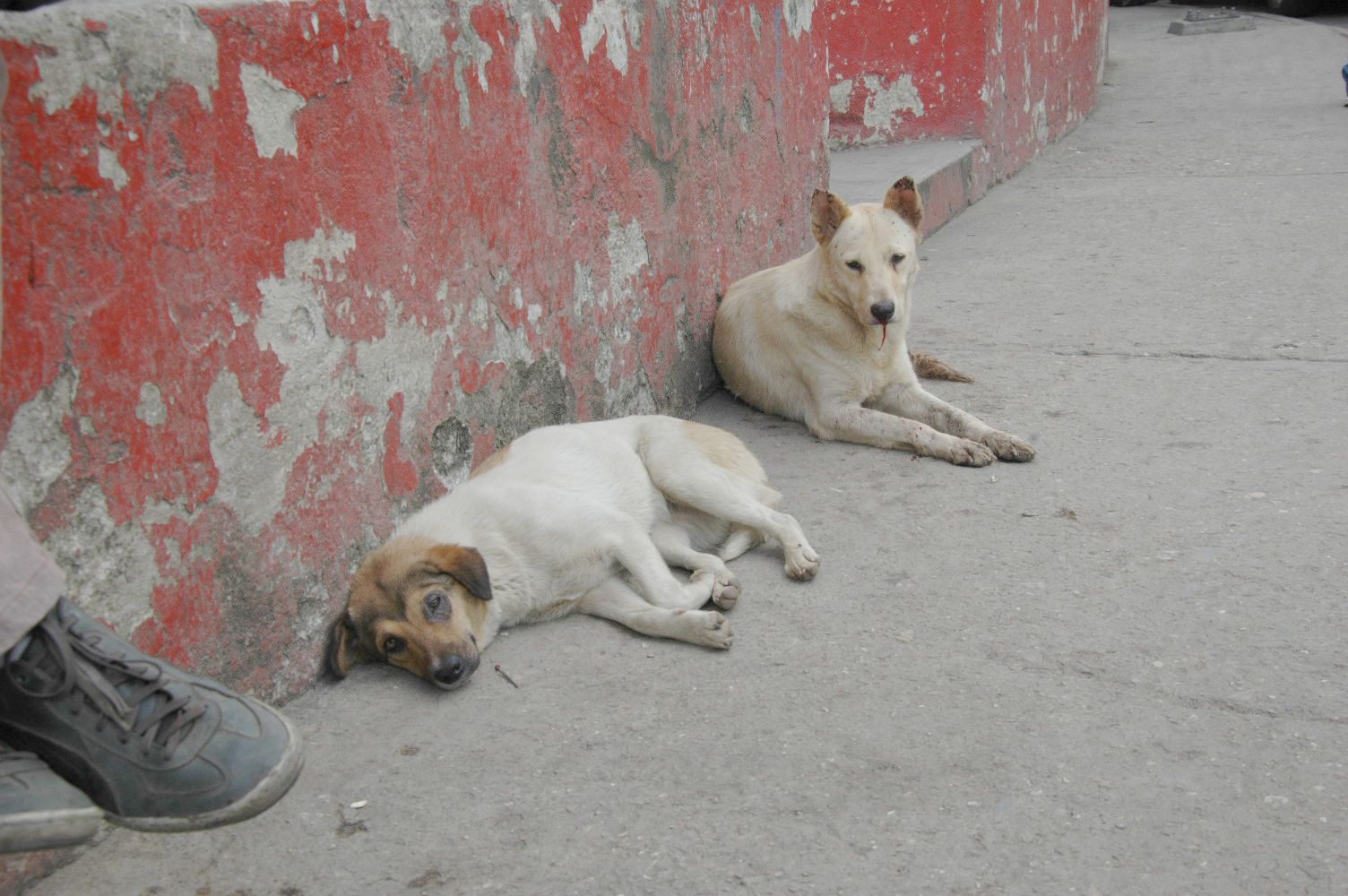 Solicitan refugio para canes  en el municipio