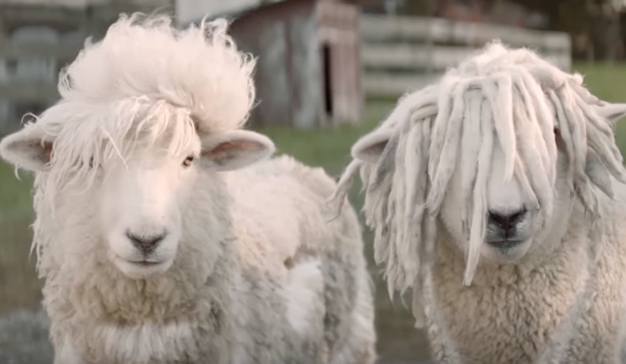 Dos ovejas muy alborotadas se sueltan el moño en este spot neozelandés