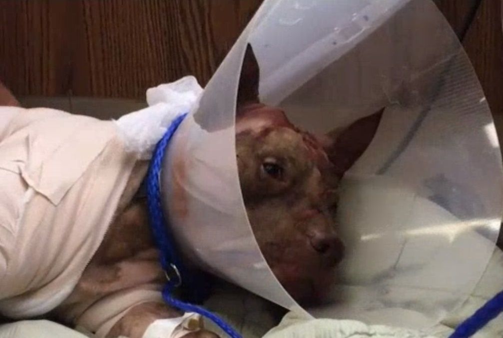 EE.UU: Encontraron a un perro apuñalado dentro de una maleta en Florida