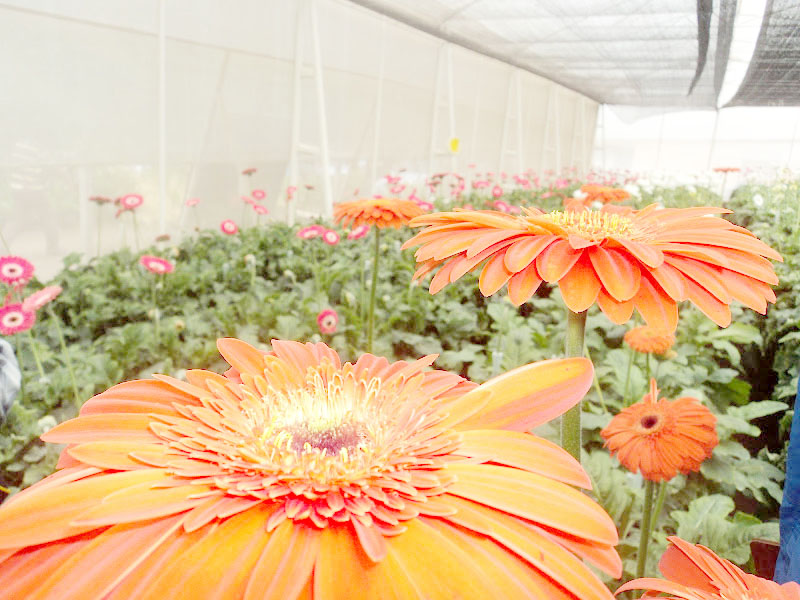 Exportarán cargamento de flores