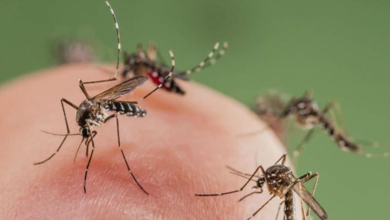 Brasil desarrolla mosquito transgénico para lucha contra especie portadora del dengue