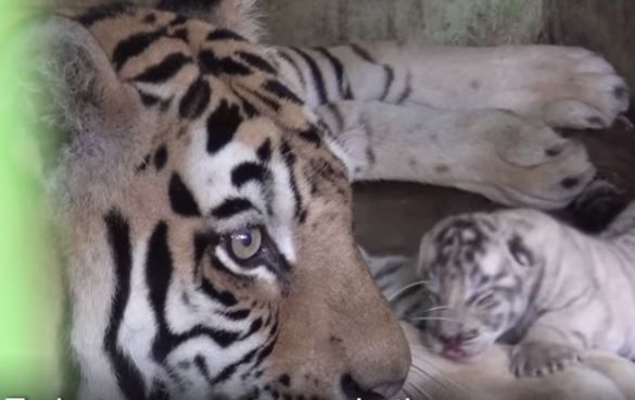 Los dos tiernos cachorros de tigre de bengala que nacieron en un zoológico de Indonesia