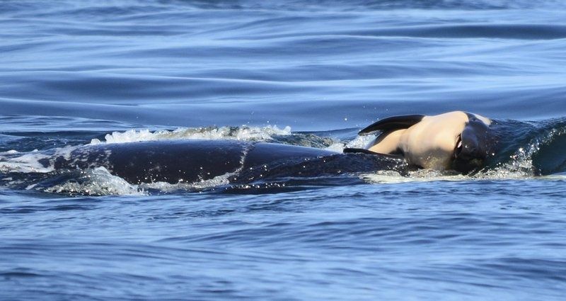 Orca lleva más de 2 semanas empujando cadáver de su cría