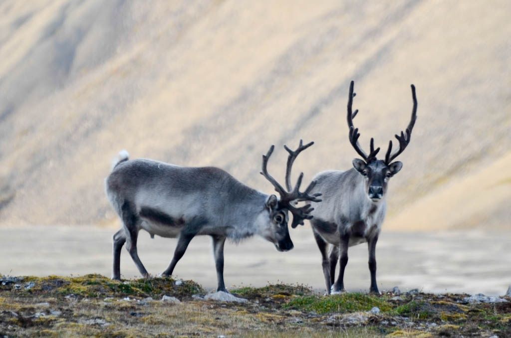 El calor récord en Noruega lleva a los renos a refugiarse en los túneles