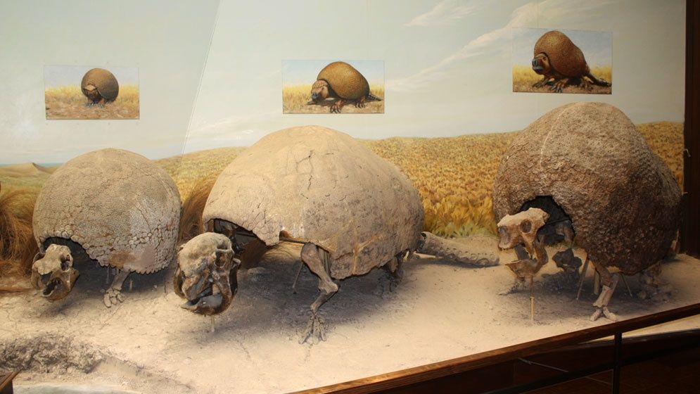 Hallan nuevos fósiles de gliptodontes en Bolivia