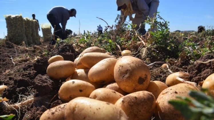 “Sector agropecuario cerrará 2018 con balance de producción en retroceso”