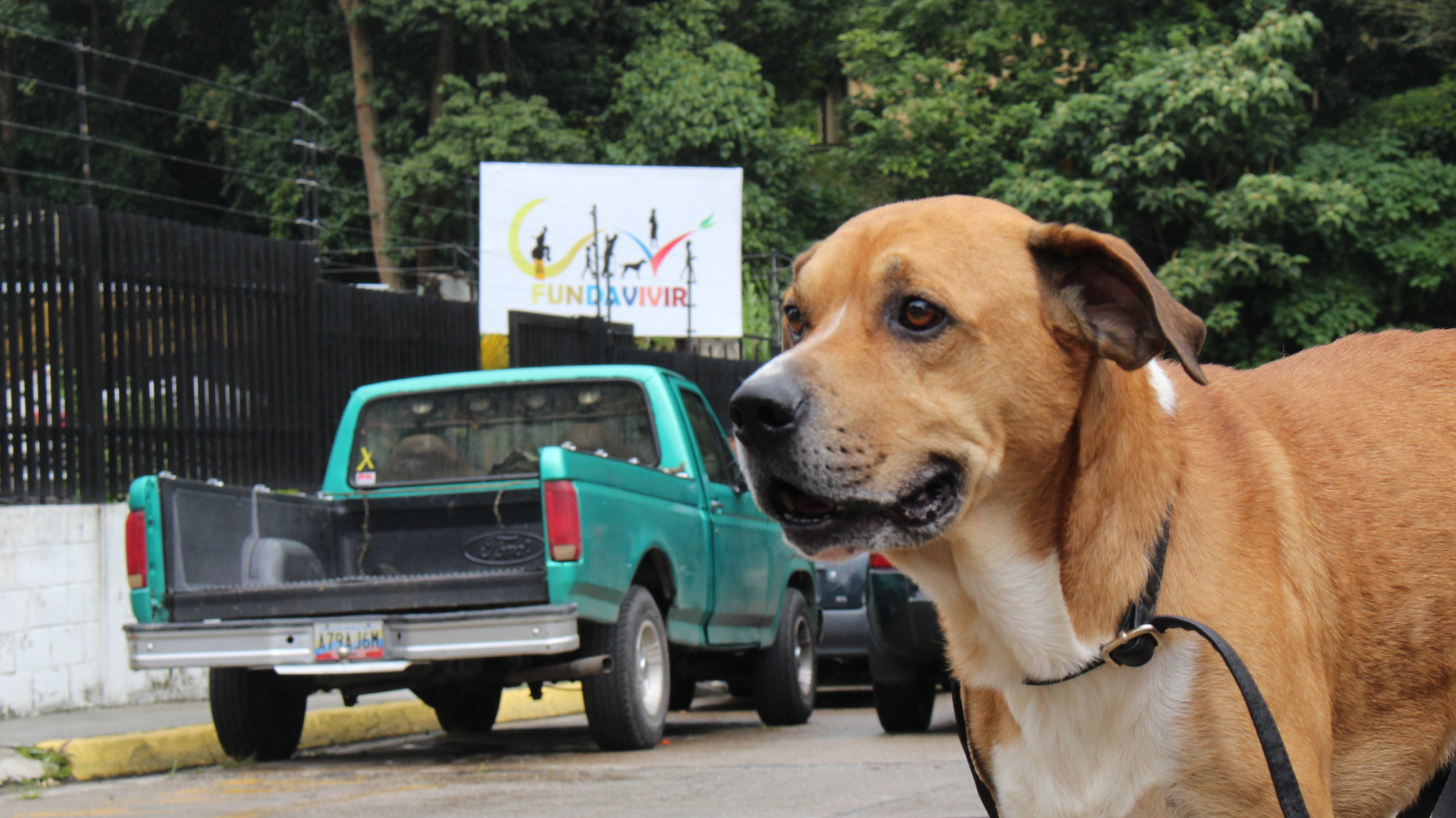 Esterilizarán mascotas en Carrizal