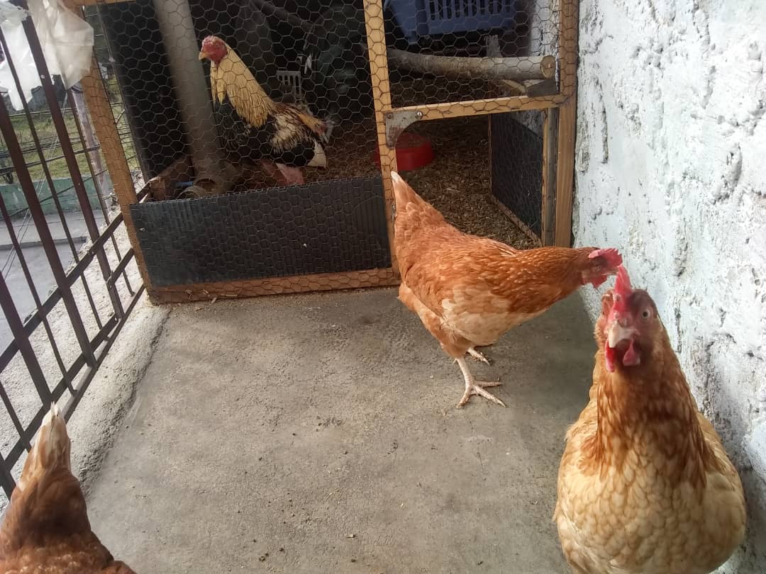 Cría de gallinas puede ser  un negocio rentable