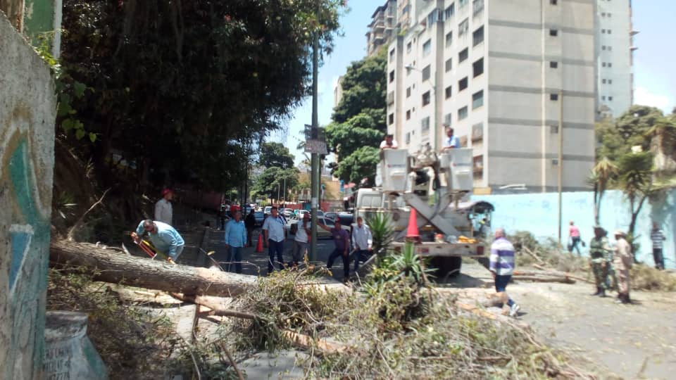 Pánico en la Bolívar tras caída de árbol