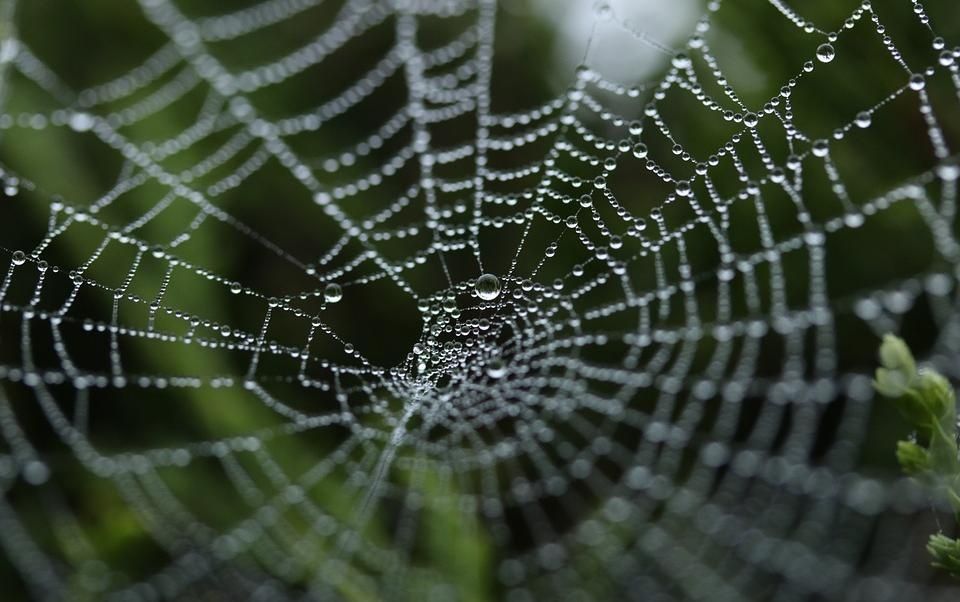 Científicos usan bacterias para cultivar seda de araña similar al acero