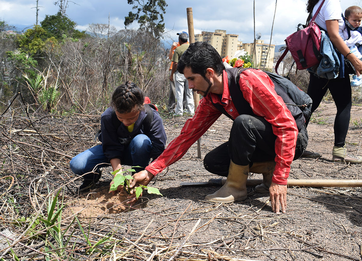 Siembran 130 árboles en parque Los Coquitos