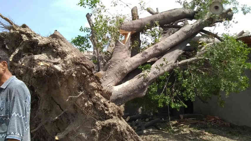 Caída de árbol tras tormenta en Maracay deja a 70 familias sin electricidad