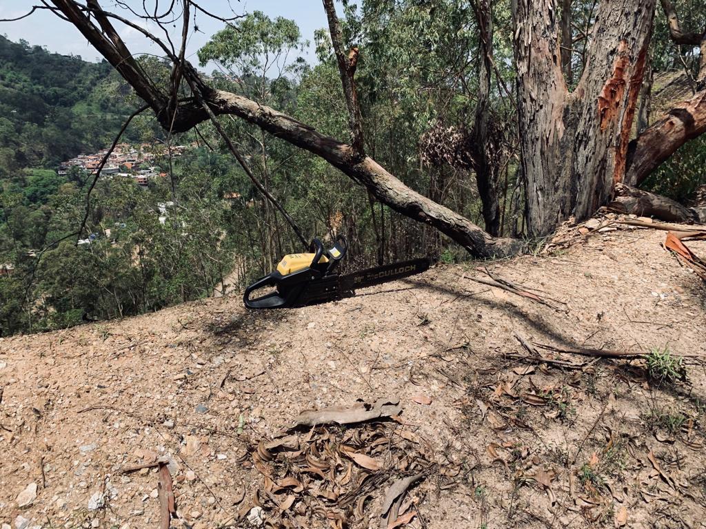 Frenan tala indiscriminada de árboles en Carrizal