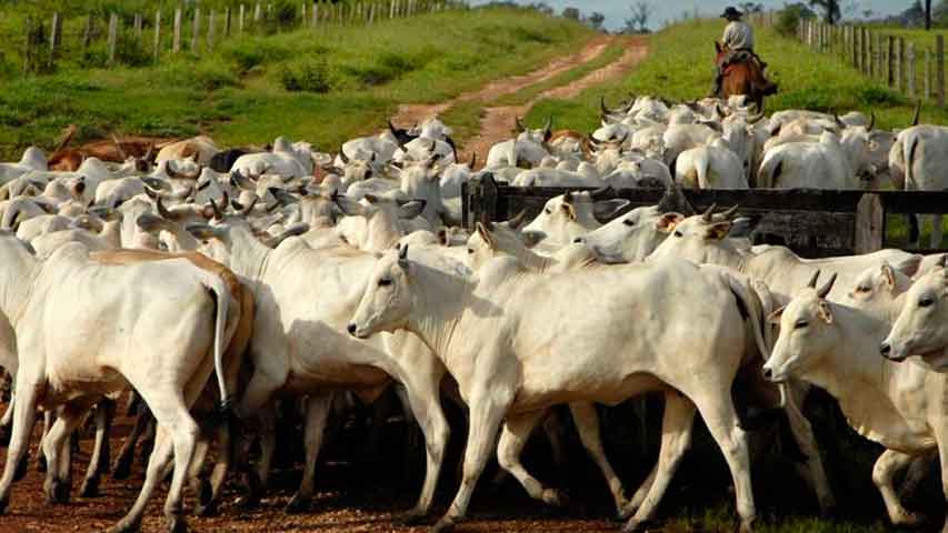 Fedenaga alerta que solo se produce 35% de las necesidades alimenticias