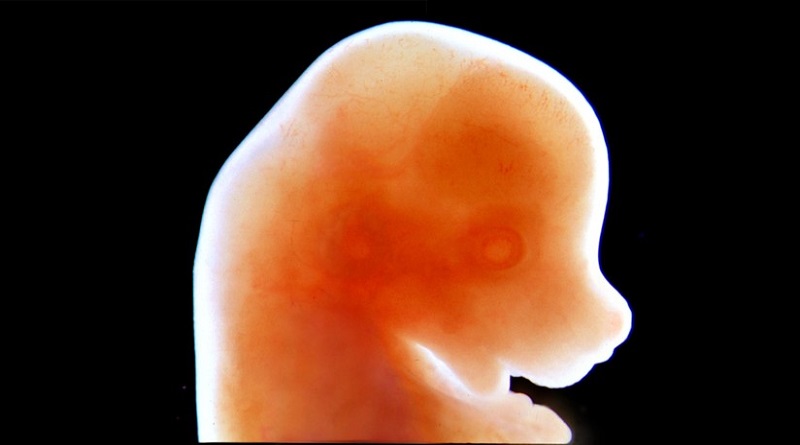 Japón aprueba la creación de embriones híbridos entre roedores y humanos