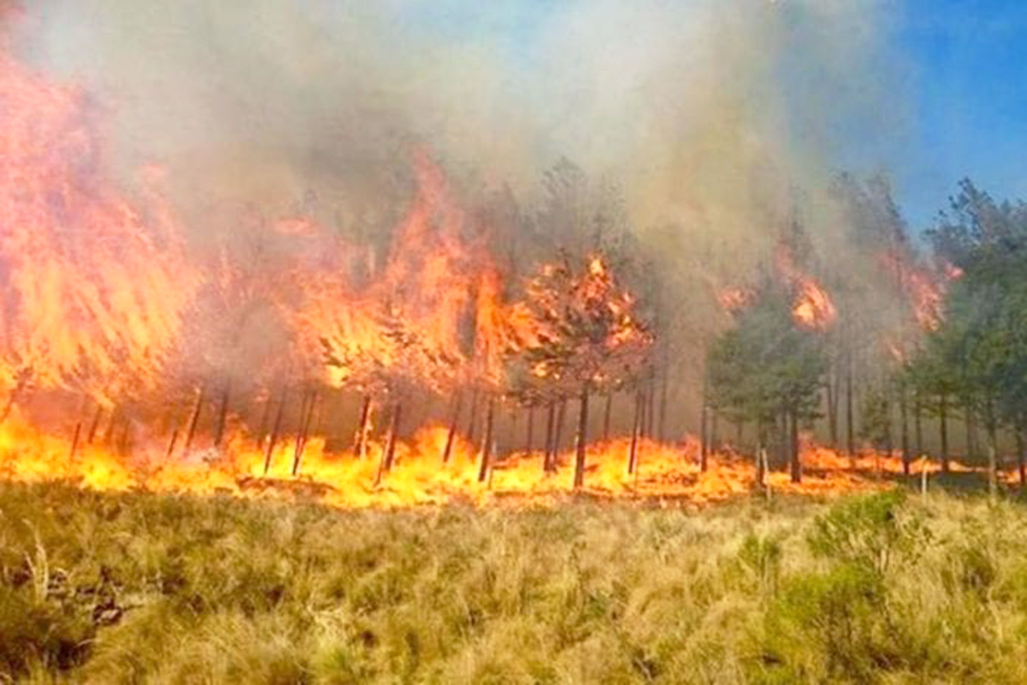 Aumentan 80% incendios  en selvas de Brasil