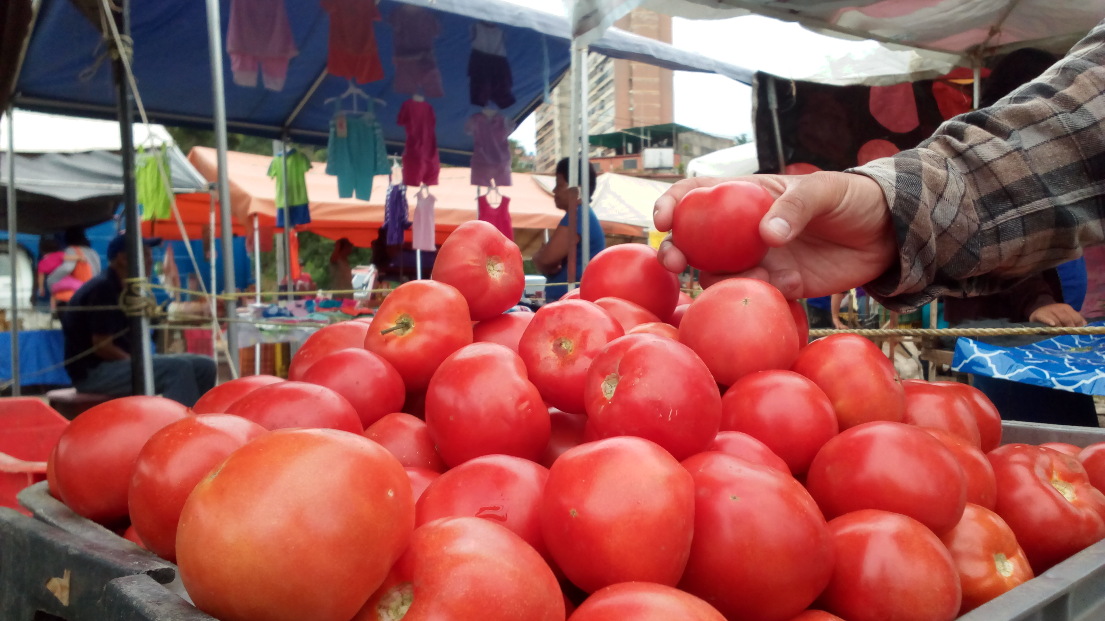 Precio del tomate disminuyó un 45%