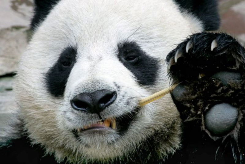 Chinos condenan muerte repentina de panda prestado a zoo de Tailandia