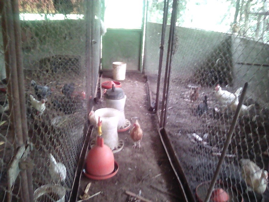Impulsan producción avícola en Carrizal