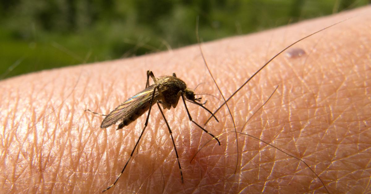 Casos de Malaria aumentan  10% en Miranda