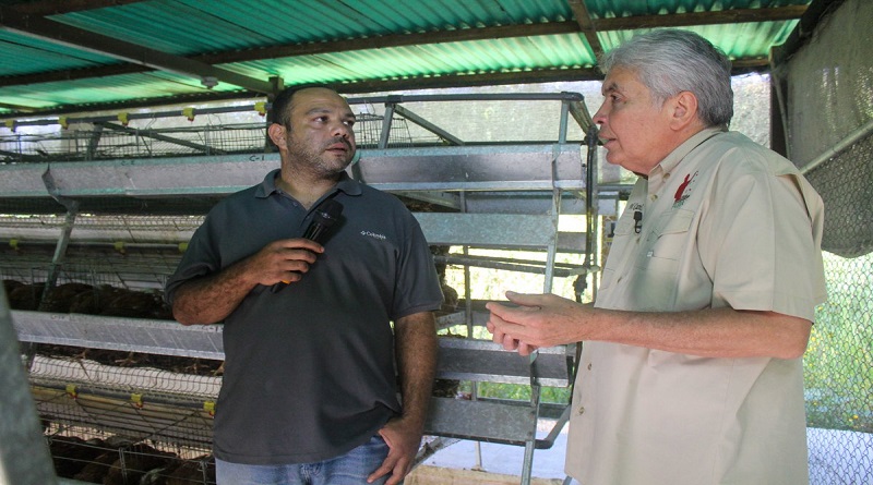 Plan Porcino garantiza 13.500 toneladas de pernil para diciembre