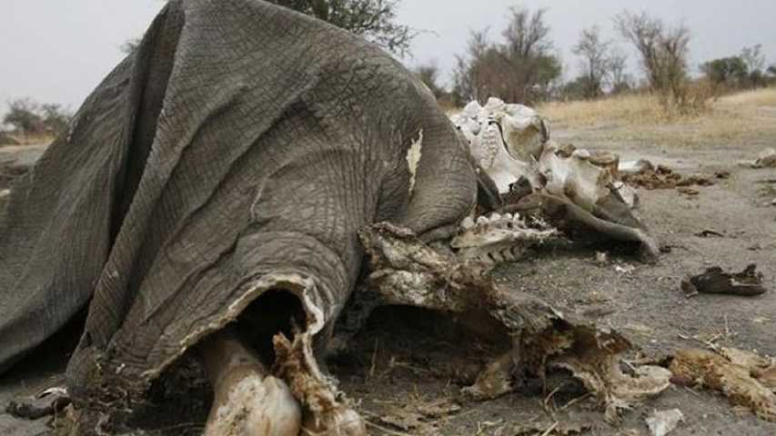Al menos 200 elefantes mueren de hambre en mayor parque de Zimbabue